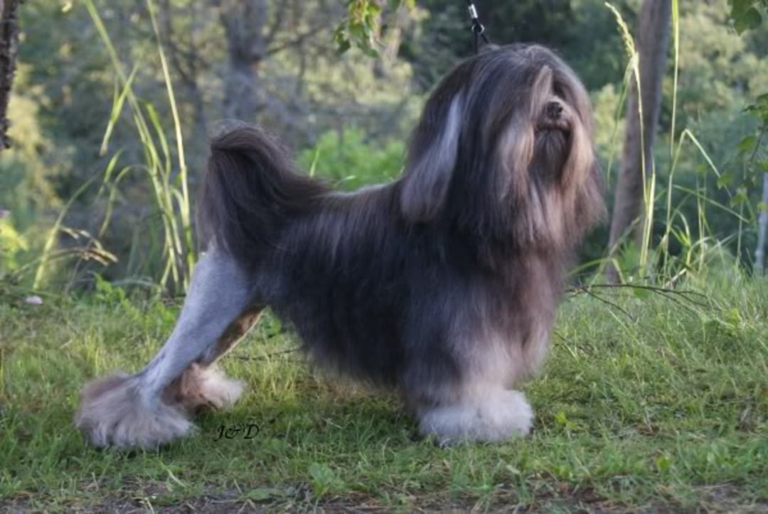 A long-haired dog with a fluffy tail and face stands on grass outdoors, with parts of its legs trimmed short and the rest of its fur styled and thick. Lush greenery and trees are visible in the background.