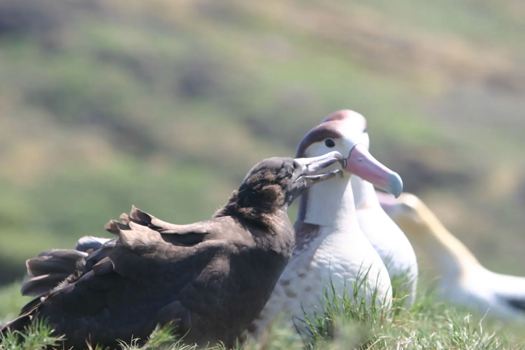 A dark-feathered juvenile albatross sits next to two adult albatrosses with white faces and brown wings, all resting on grassy ground with a blurred natural background.