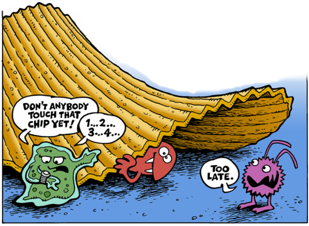 A cartoon shows a wavy potato chip with three germs nearby. One germ warns, “Don’t anybody touch that chip yet! 1…2…3…4…” Another germ says, "Too late.