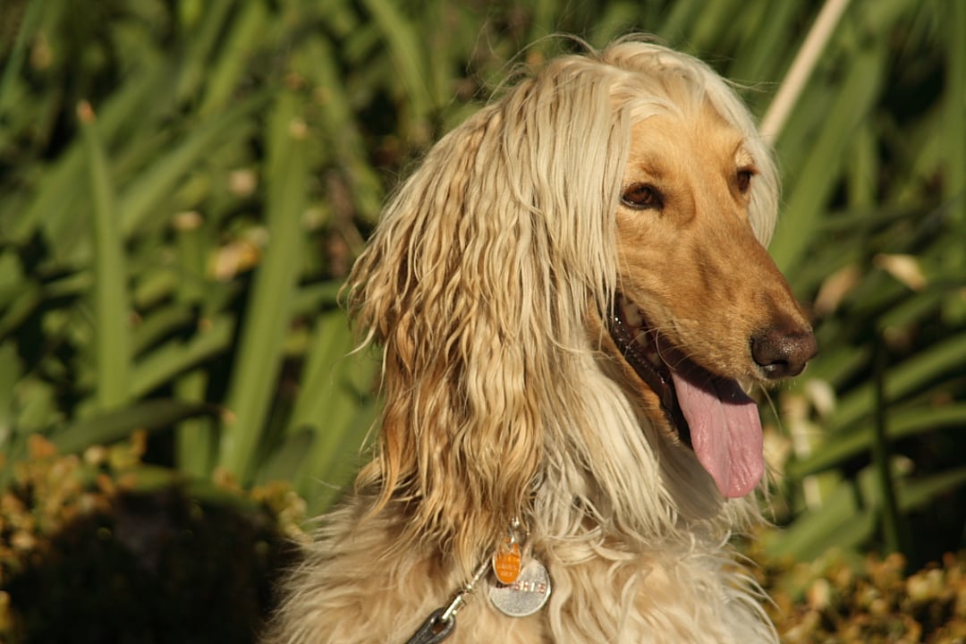A long-haired dog with golden fur and floppy ears sits outdoors with its mouth open and tongue out, wearing a collar and dog tag. Green plants fill the background.