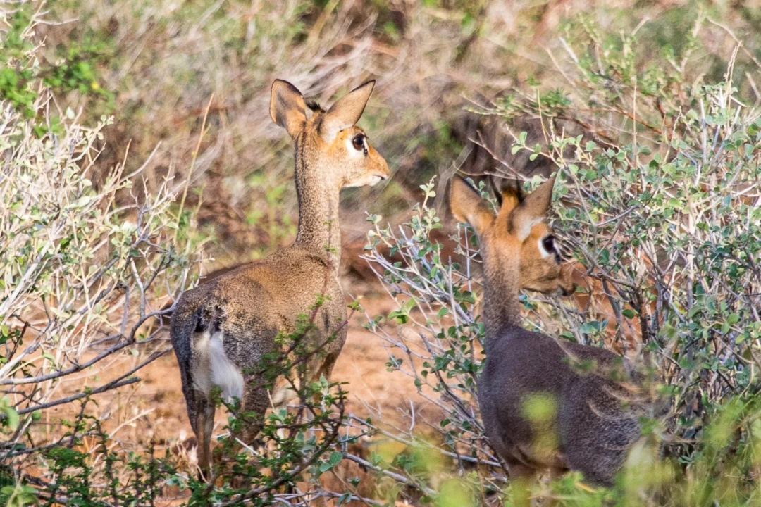 Two small antelopes with slender bodies and large ears stand among dry shrubs and greenery in a sunlit, natural habitat, both facing to the left.