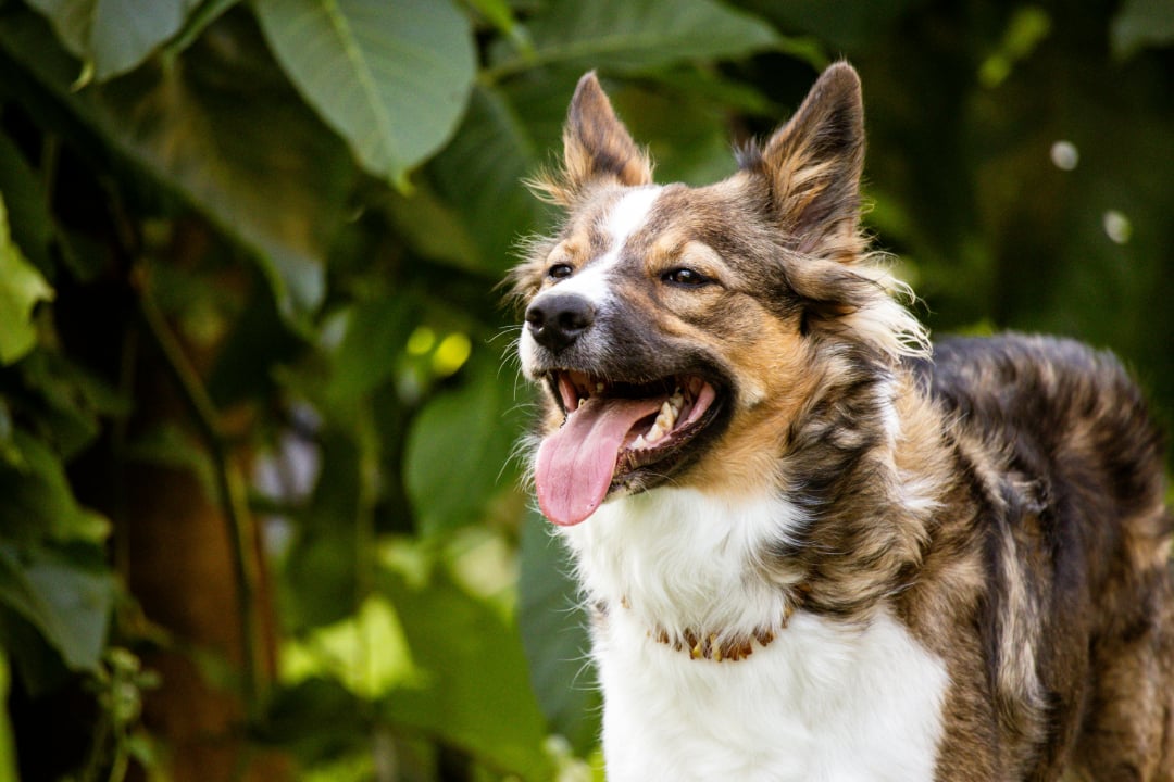 A happy, medium-sized dog with brown, black, and white fur stands outside with its mouth open and tongue out, surrounded by lush green leaves in the background.
