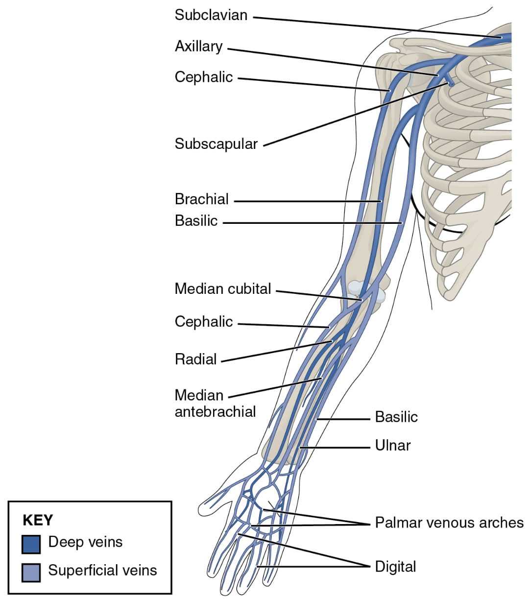 Diagram of the human arm's veins, labeled with names such as subclavian, axillary, cephalic, basilic, and ulnar. Deep veins are marked in dark blue, superficial veins in light blue.