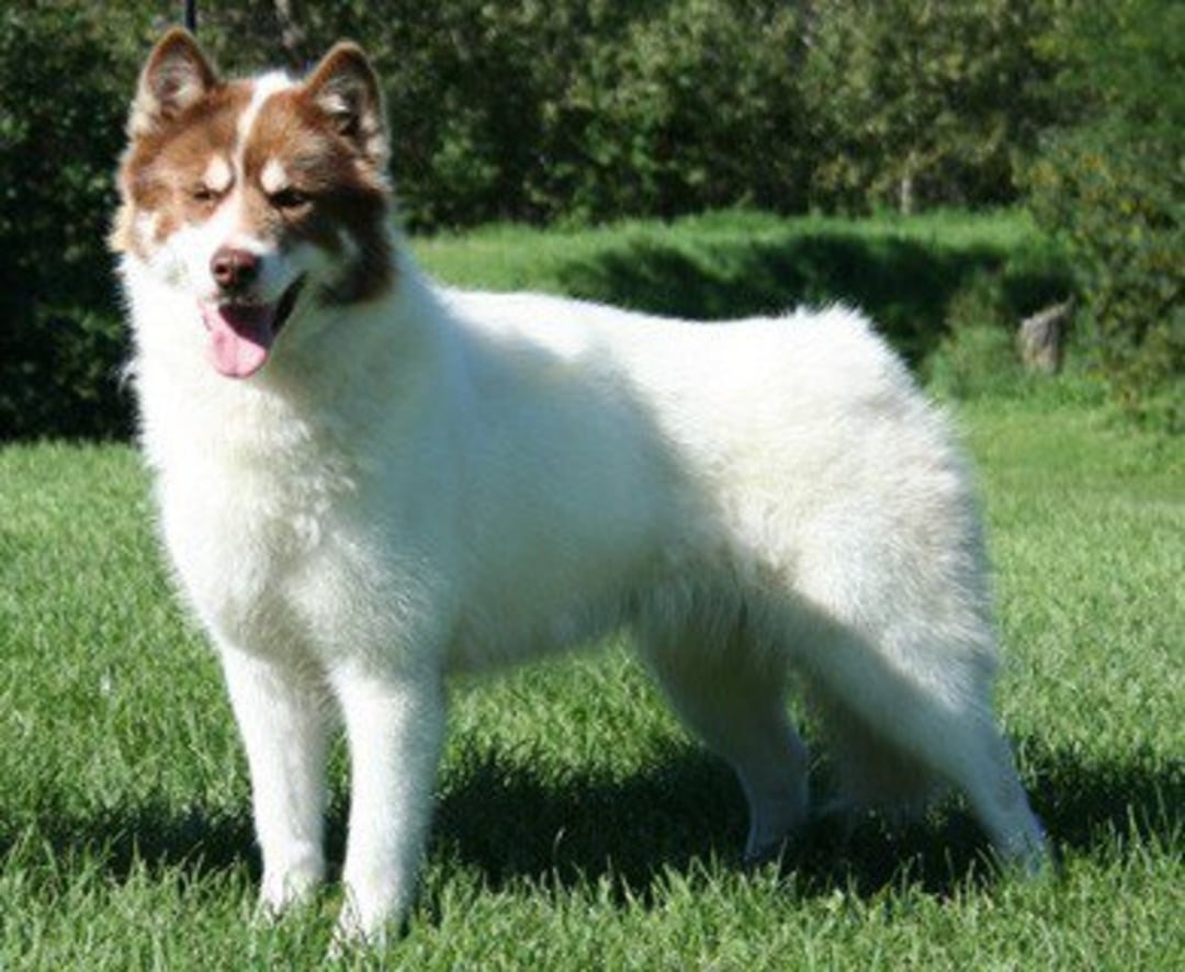 A fluffy dog with a thick white coat and brown markings on its face stands on green grass, outdoors on a sunny day. The dog is looking forward with its mouth open and tongue out. Trees are visible in the background.