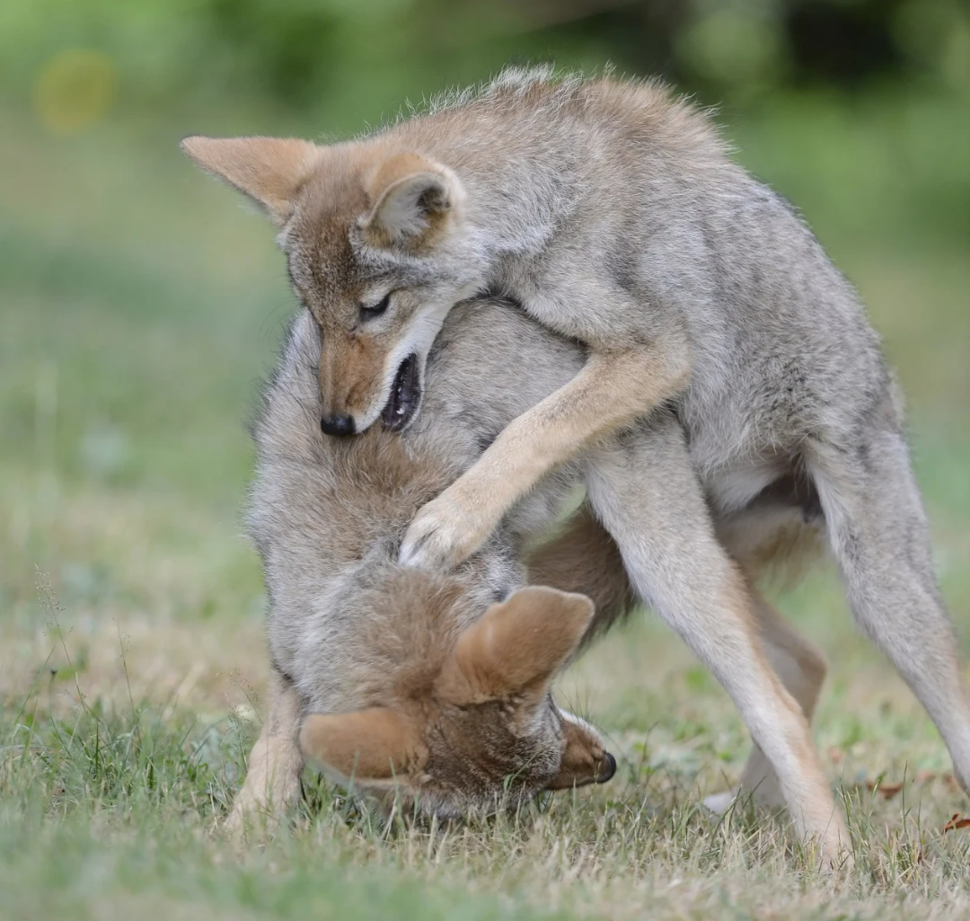 Two young coyotes playfully wrestle on grassy ground. One coyote stands over the other, gently biting its neck, while the other lies partially on its back. Both have light brown fur and large ears. The background is blurred green foliage.