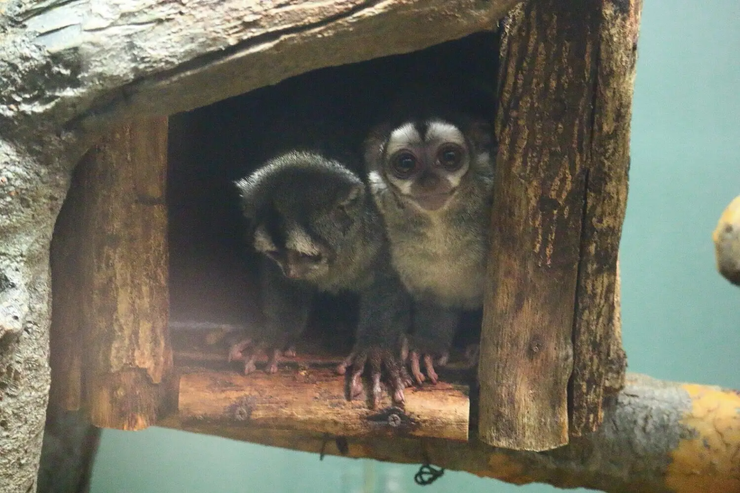 Two small monkeys with large eyes sit inside a wooden enclosure, peering out through the opening. One looks ahead while the other gazes downward, surrounded by rough wooden logs and branches.