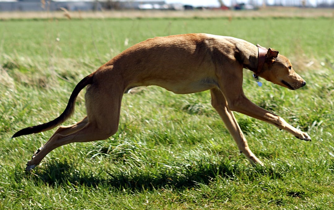 A tan greyhound runs quickly across a grassy field, with its body stretched out and legs extended mid-stride.