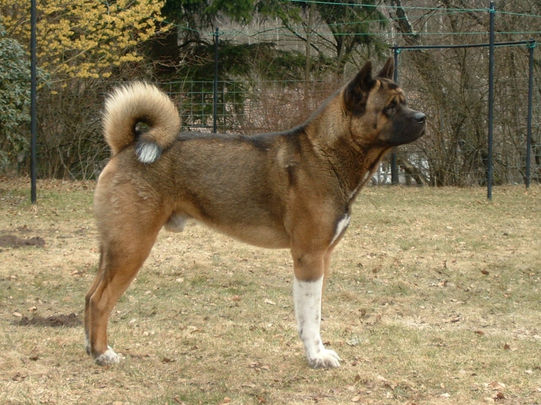 A large dog with a thick brown and black coat, upright ears, and a curled tail stands alert on dry grass in an outdoor fenced area.