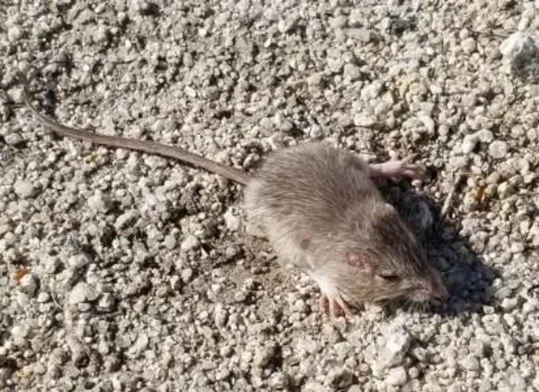 A small brown mouse with a long tail is sitting on a rough, gravelly surface in sunlight.