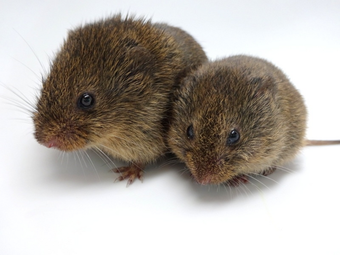 Two small, brown, furry voles with round bodies and dark eyes sit close together on a white background.