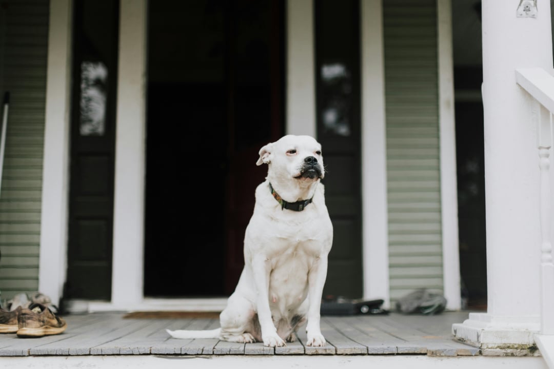 A white dog with a black collar sits on a wooden porch in front of a house with green siding and dark wooden doors. Shoes and other items are visible on the porch near the dog.