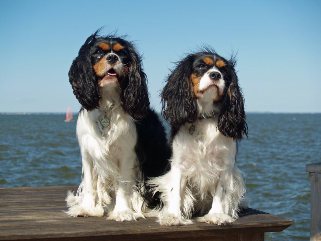 Two Cavalier King Charles Spaniels with black, white, and brown fur sit on a wooden surface by the water on a sunny day. A red sailboat is visible in the background under a clear blue sky.