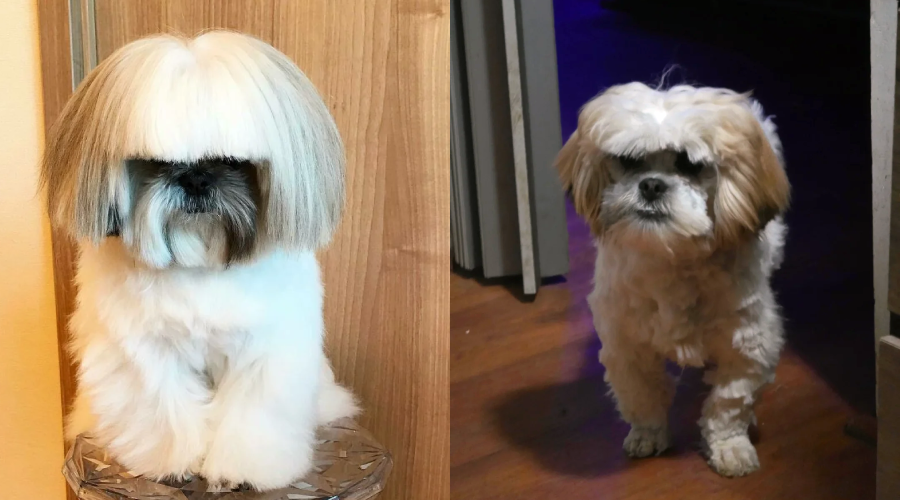Side-by-side photos of a small, fluffy dog. On the left, its fur is neatly groomed with a rounded, smooth haircut covering its eyes. On the right, its fur is messy and uneven, showing a dramatic contrast.
