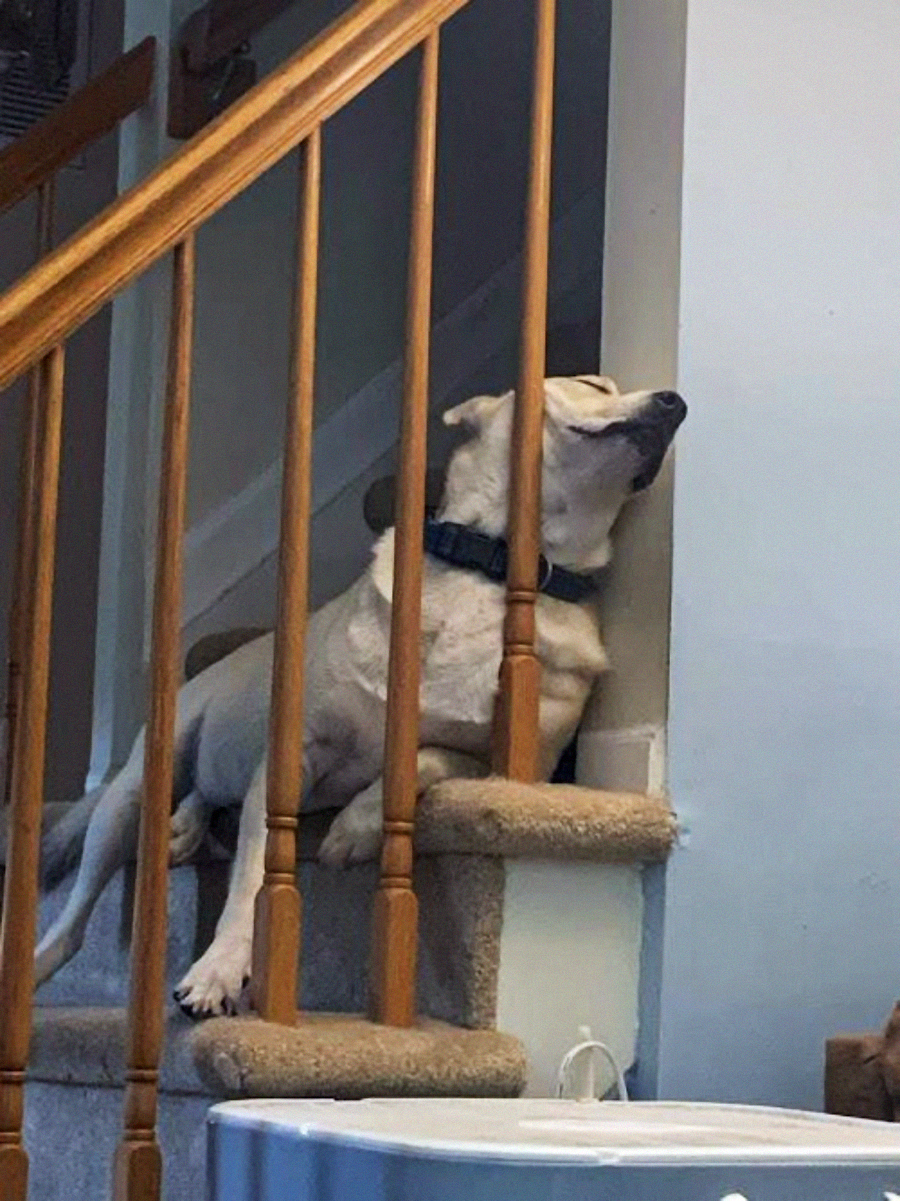 A dog with light fur is lounging awkwardly on a carpeted staircase, resting its head against the wall and stair railing, looking relaxed and sleepy.