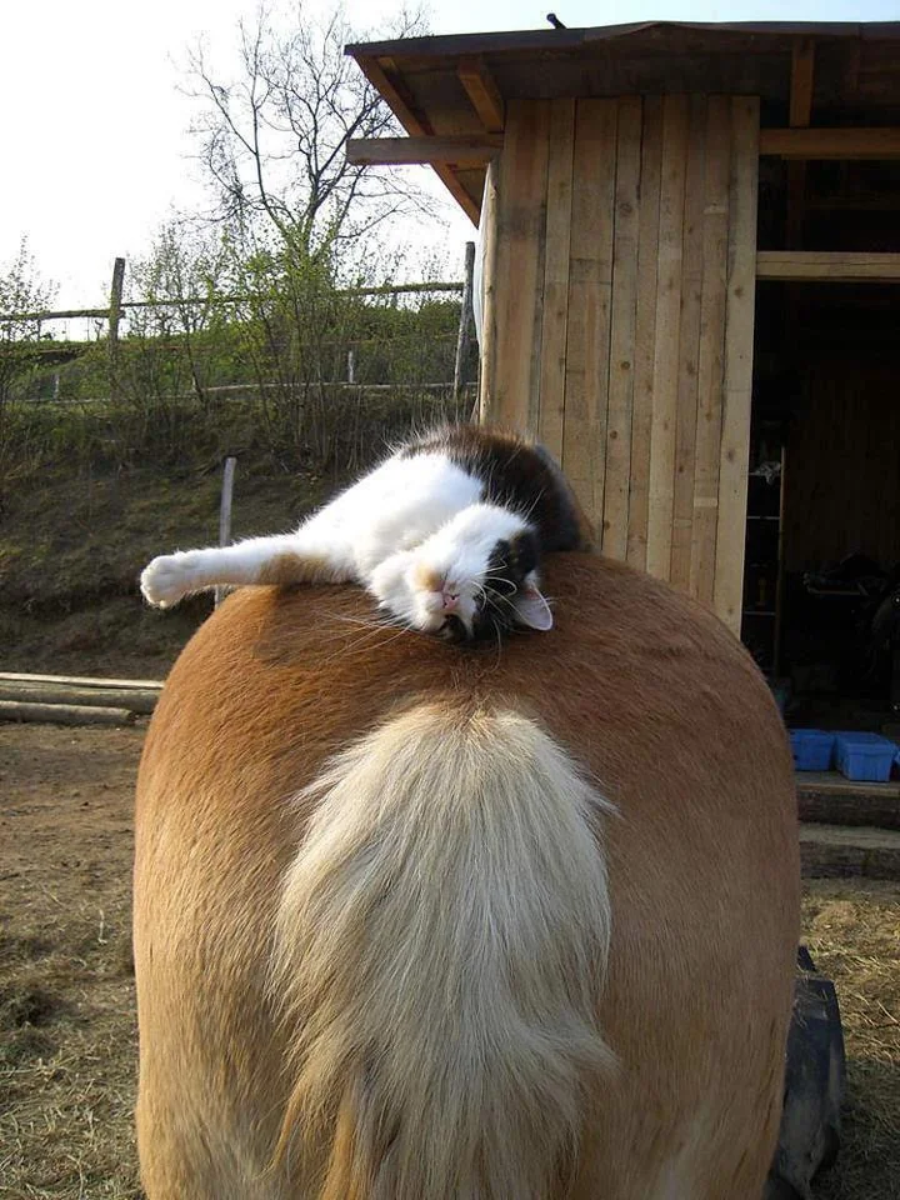 A black and white cat is lying comfortably on the back of a large brown cow, stretching out and relaxing near a wooden shed outdoors.