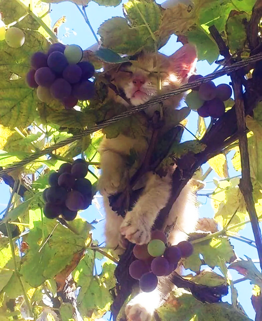 A kitten is sleeping on a grapevine, surrounded by bunches of purple grapes and green leaves, with sunlight shining through from above.
