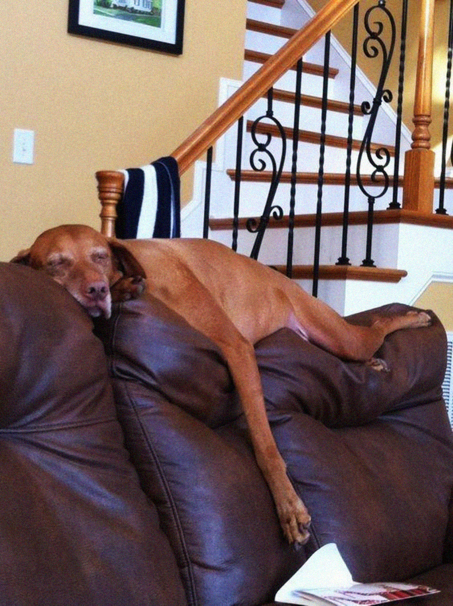 A brown dog is sprawled and sleeping on top of a brown sofa, with its head and front leg hanging over the edge. A staircase with a decorative railing is visible in the background.