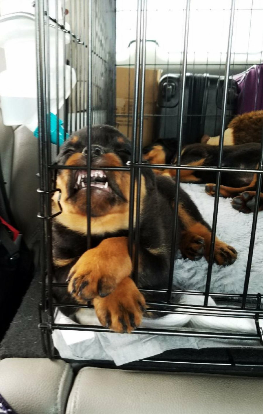 A Rottweiler puppy presses its nose and teeth against the bars of a crate in a car, with its paws up on the bars and another puppy resting behind it.
