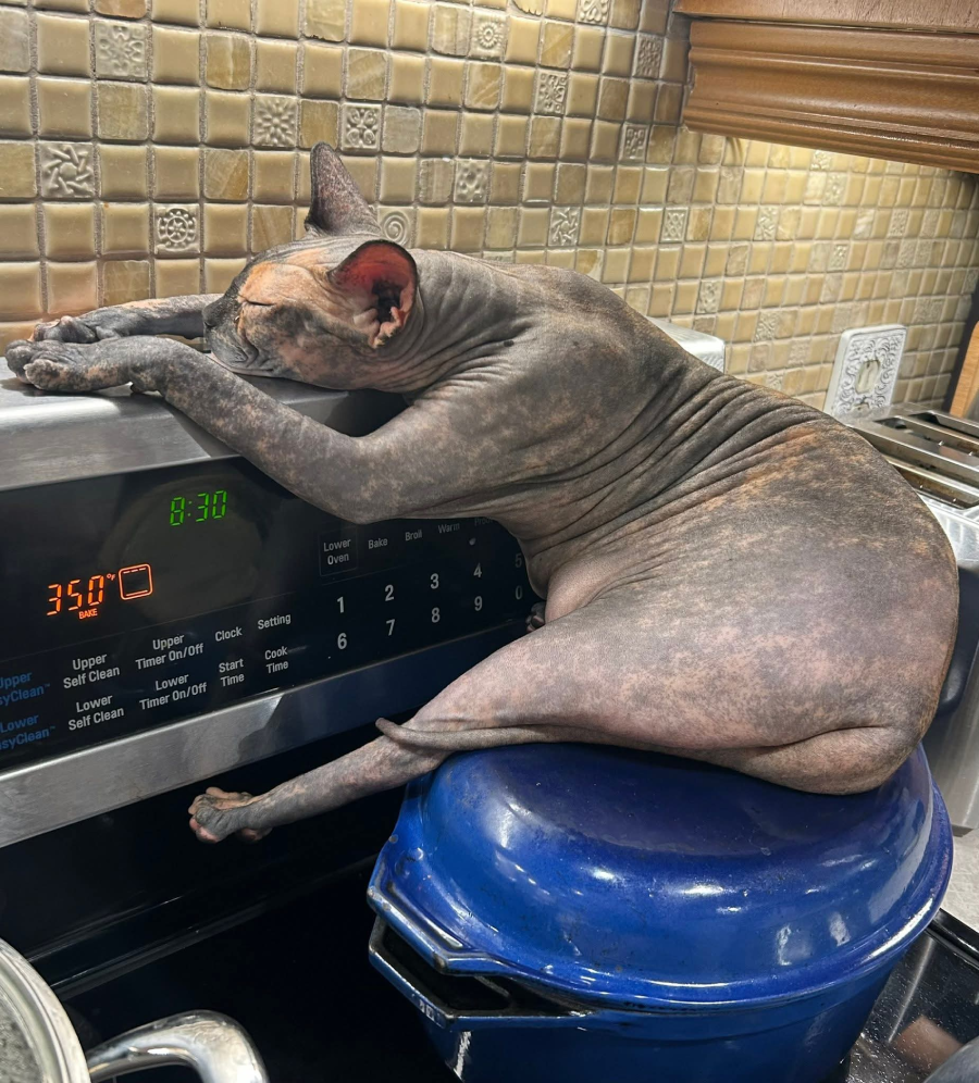 A hairless Sphynx cat stretches across a stove, lounging with its front paws on the oven controls and its body resting on a blue Dutch oven pot. The oven display shows 350°F and 8:30.
