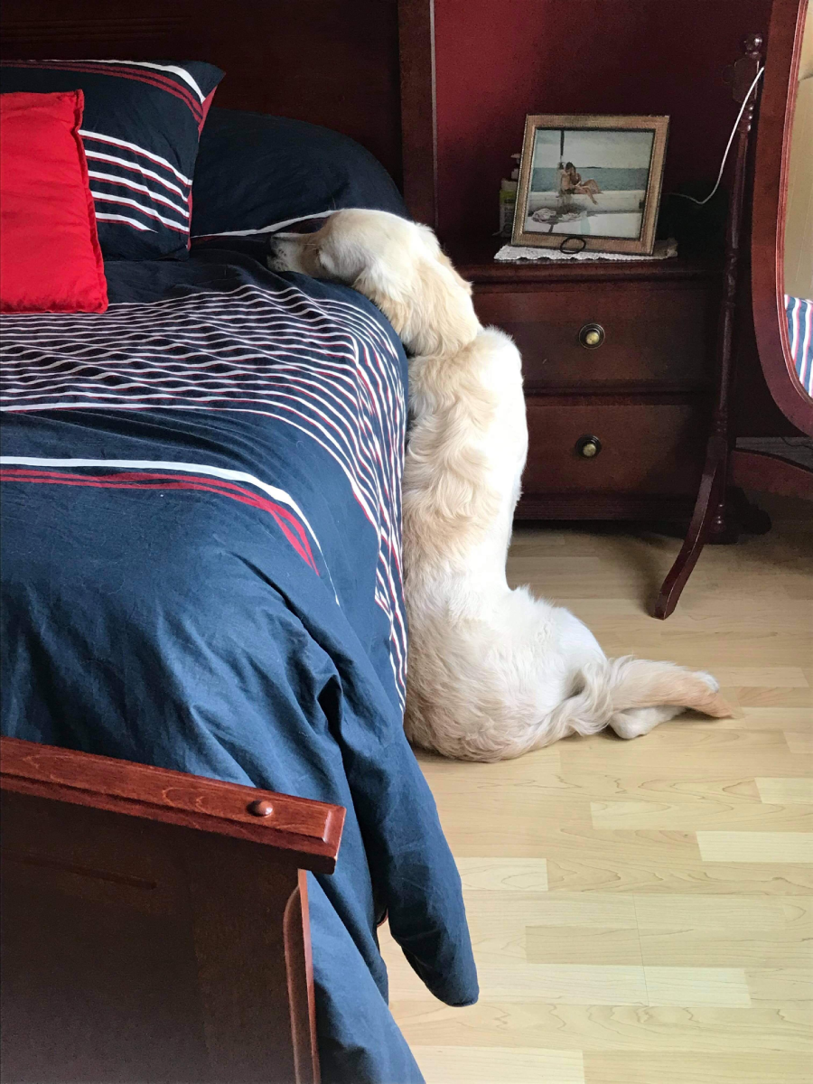 A golden retriever sits on the floor with its head resting atop a bed, appearing to nap or relax. The bed has a dark blue and red striped comforter. A nightstand with a framed photo is nearby.