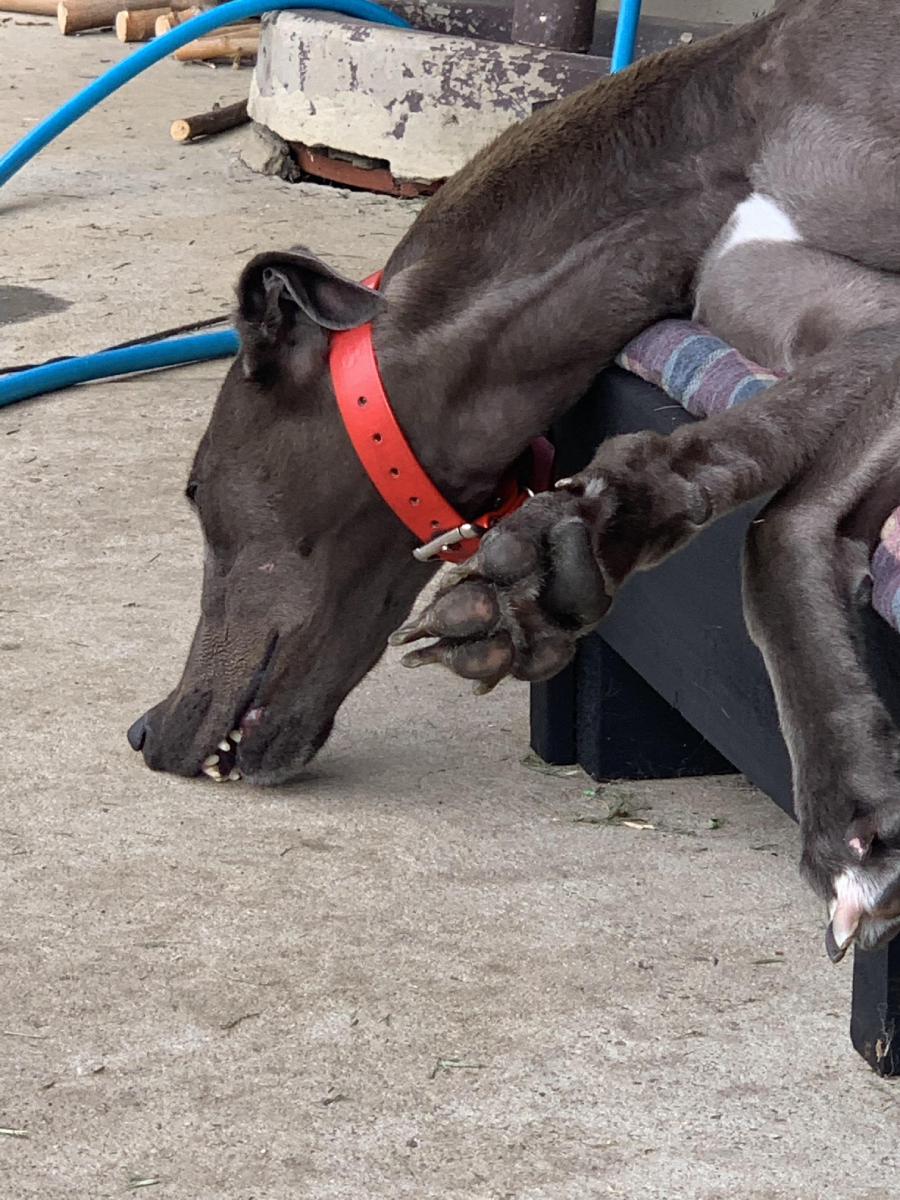 A greyhound wearing a red collar is lying on its side on a raised bed, with its head and front paws hanging over the edge and touching the ground. The dog appears to be relaxed or asleep.