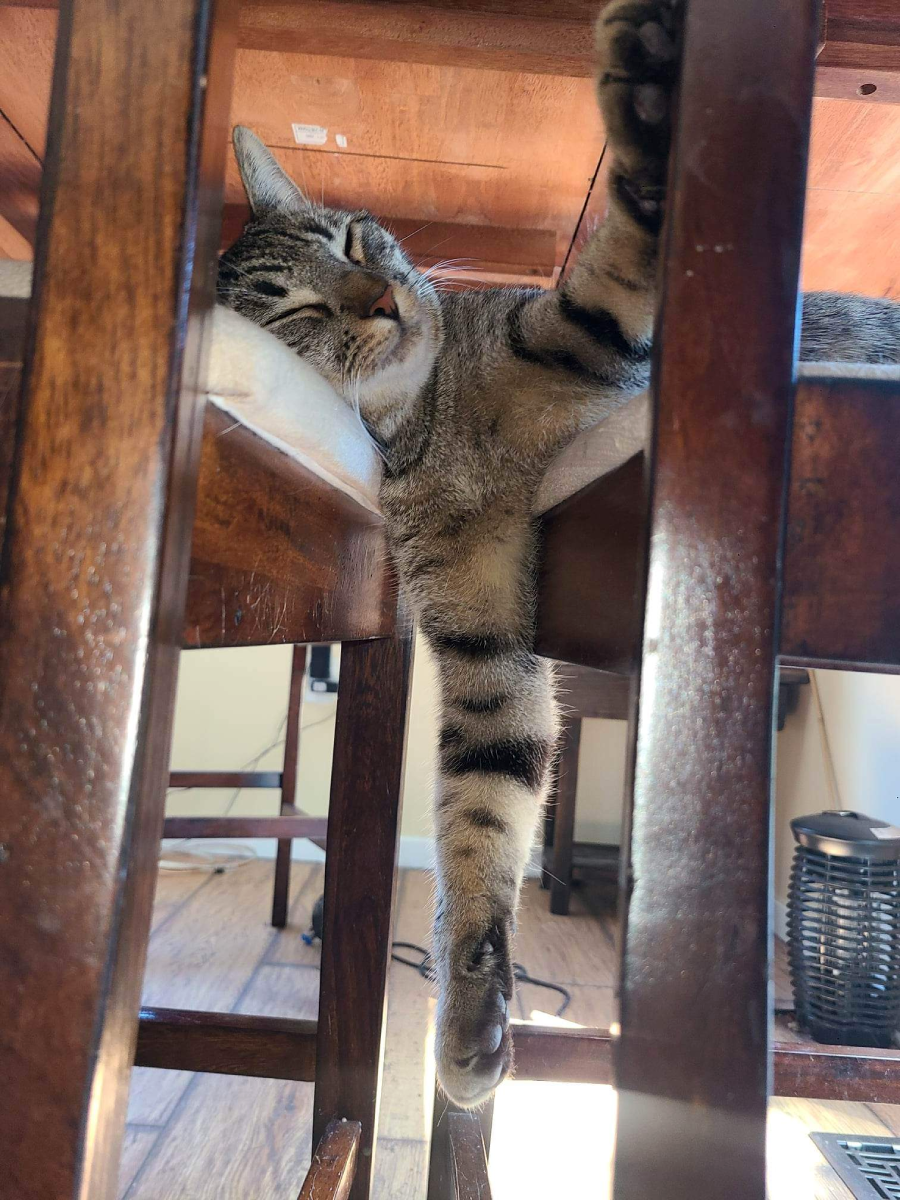 A tabby cat sleeps sprawled out on a wooden chair with one paw stretched down between the chair legs and its head resting sideways on the seat. Sunlight shines in, highlighting the cat’s relaxed pose.