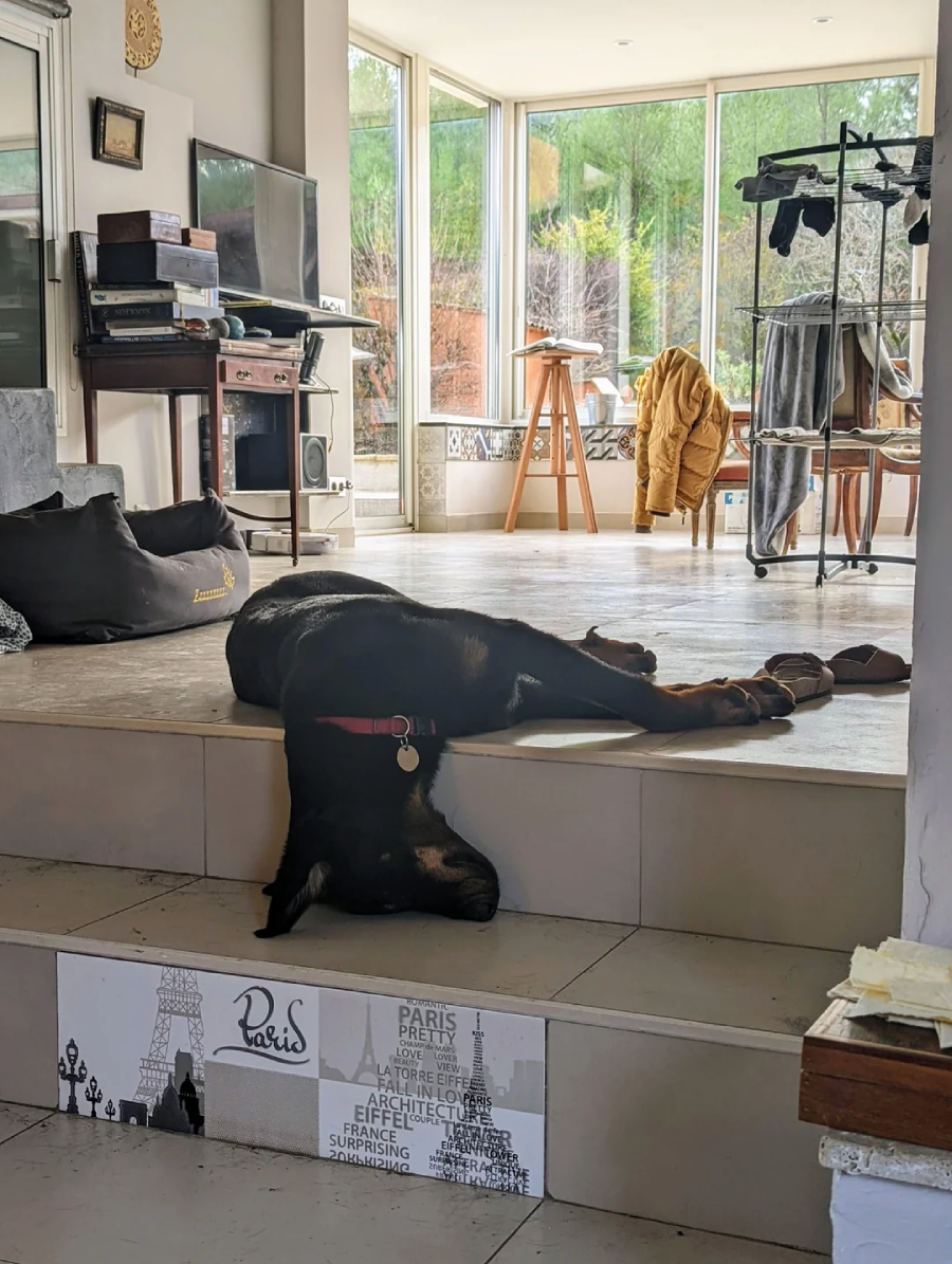 A black dog lies sprawled across a step in a sunlit living room, its head and front paws hanging over the edge. In the background are large windows, furniture, and clothes hanging to dry.