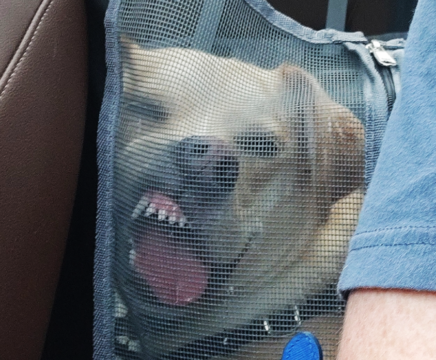 A tan dog sits inside a mesh carrier with its mouth open, showing its teeth and tongue. The dog appears to be relaxed or yawning. The carrier is next to a person wearing a blue shirt.