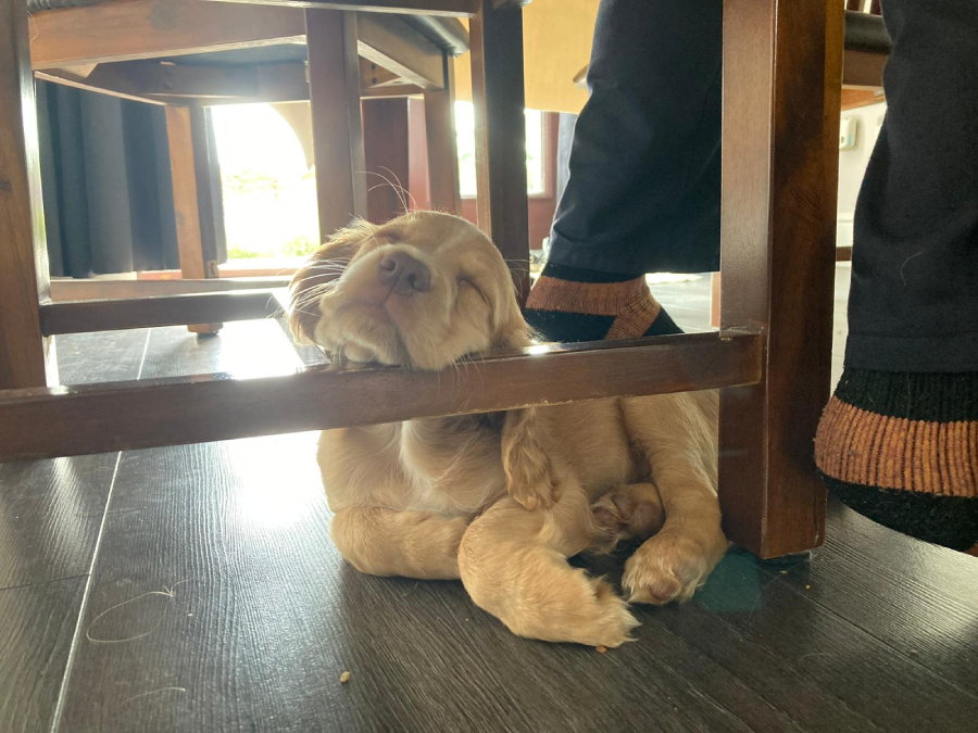 A golden puppy sleeps with its head resting on a wooden chair rung, paws tucked in, under a table. A person's feet in black and orange socks are nearby on the dark floor.