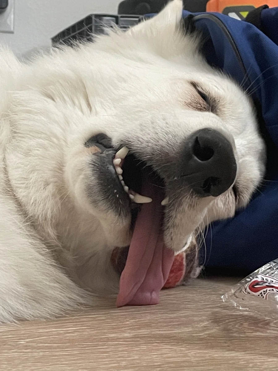 A fluffy white dog lies on its side with its eyes closed and mouth open wide, tongue hanging out, appearing to be yawning or sleeping peacefully on a wooden floor.