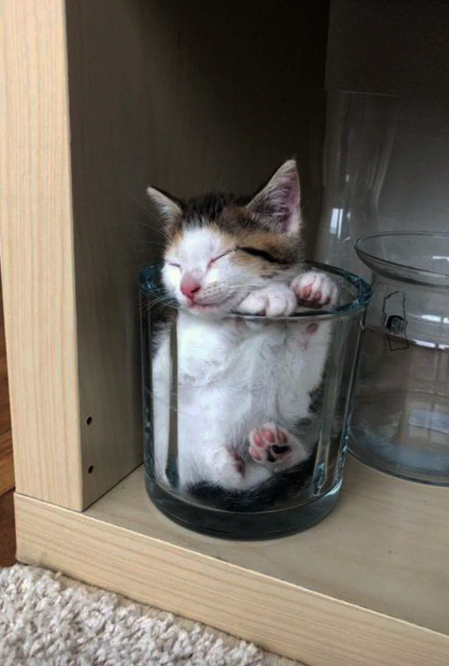 A small kitten is curled up and sleeping inside a clear glass cup on a wooden shelf, with its paws and face pressed against the glass.