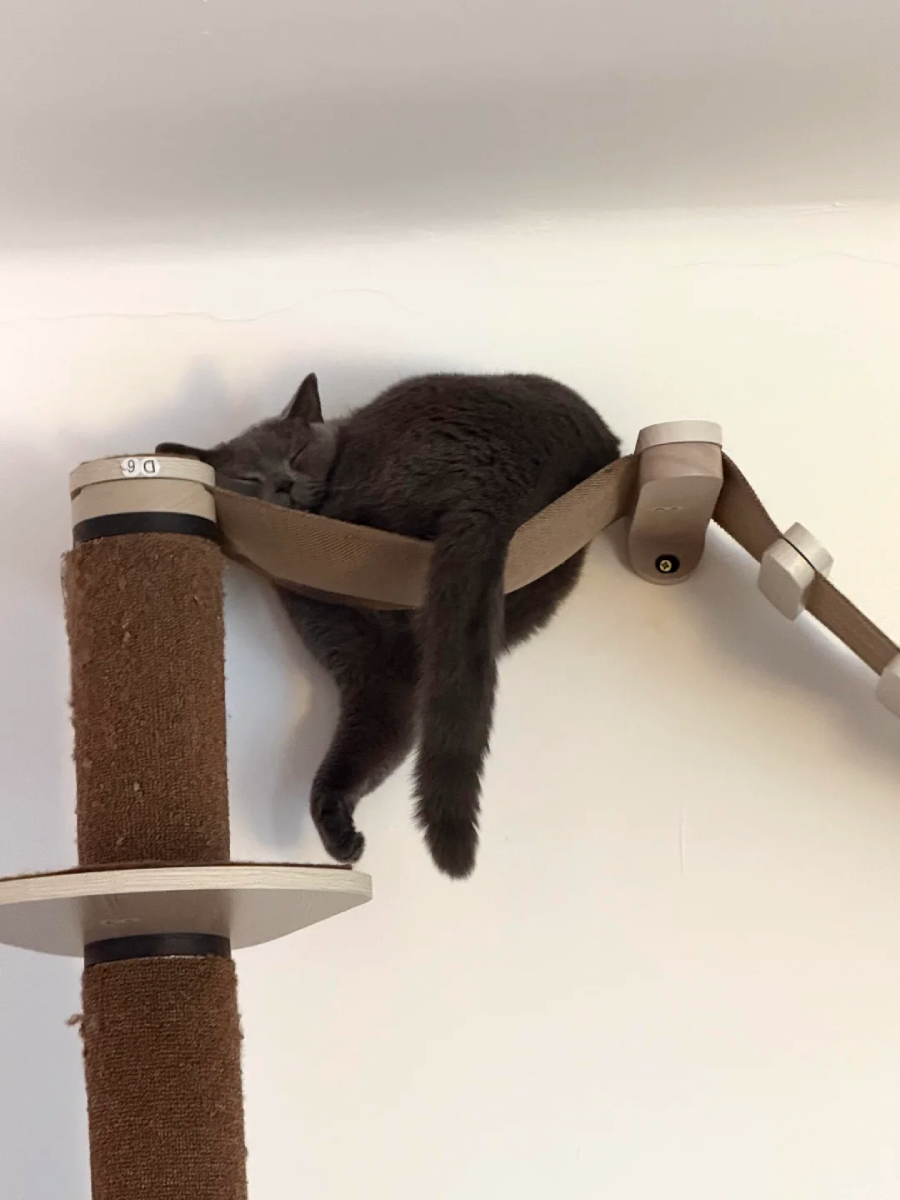 A gray cat is sleeping with its body draped over a narrow, elevated cat wall bridge. One leg and its tail hang down, and the cat looks very relaxed.