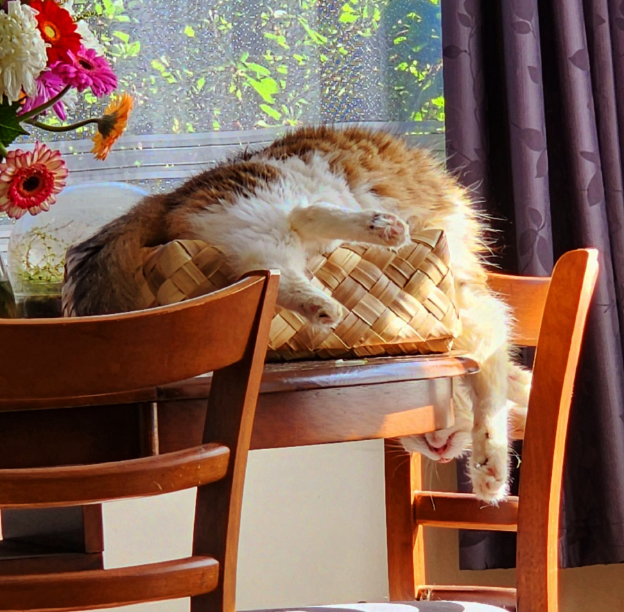 A fluffy orange and white cat sleeps sprawled across a woven basket on a table, with its legs and paws hanging off the edge. Sunlight streams through a window, highlighting flowers in a vase nearby.