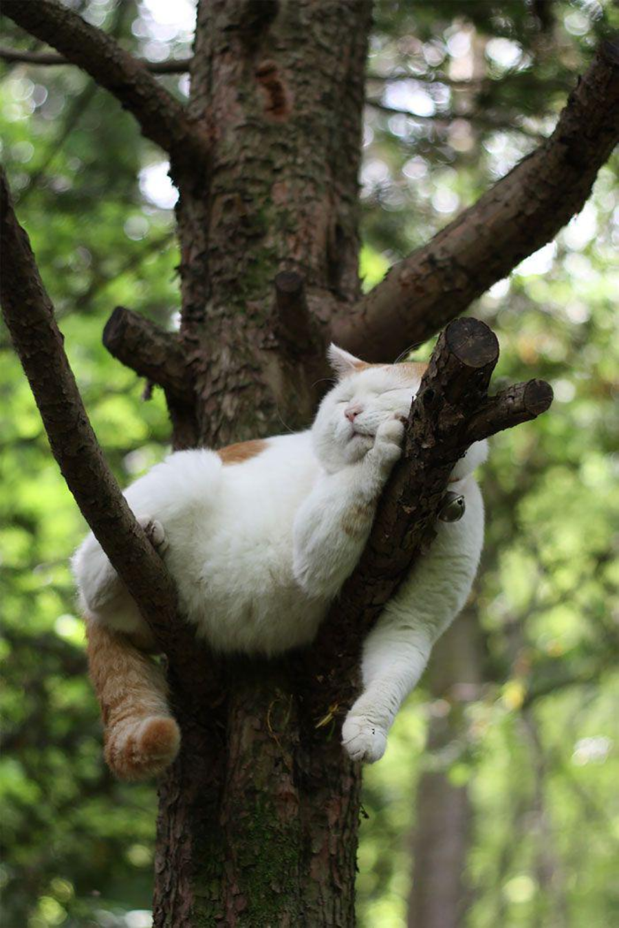 A fluffy white and orange cat is sleeping comfortably on a tree branch, with its head resting on its paw and its body draped over the branch in a relaxed pose. Lush green foliage surrounds the tree.