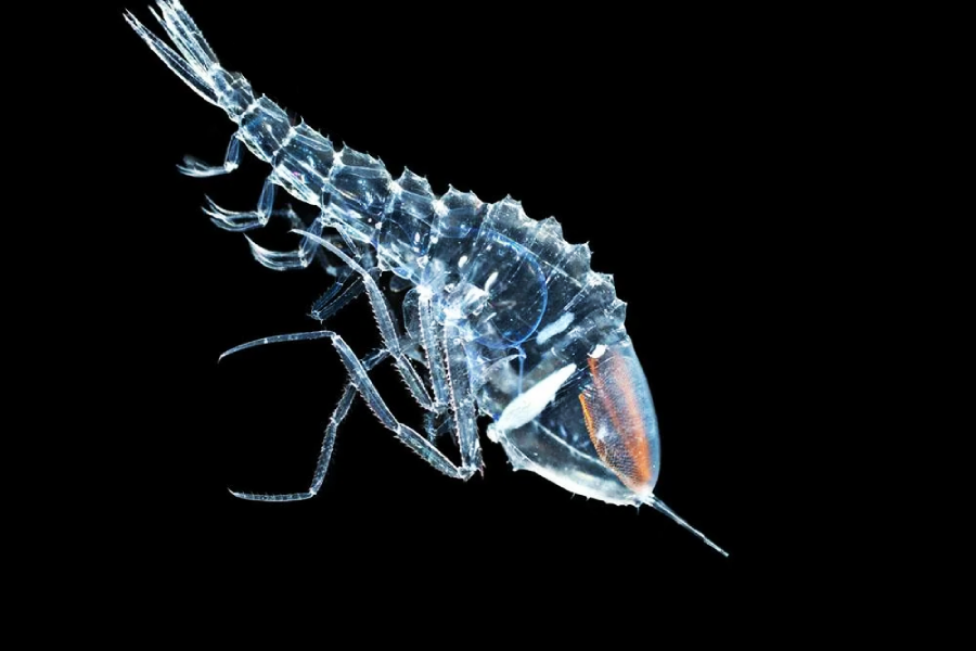 A close-up of a transparent, shrimp-like marine creature with segmented body and long antennae, set against a black background. Its internal organs and reddish-brown head area are visible.