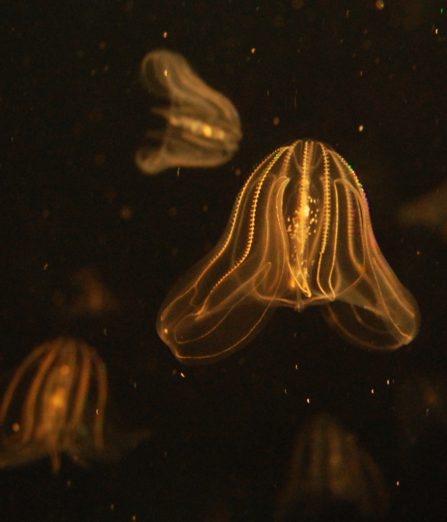 Several translucent comb jellies glow softly in the dark water, their delicate, ribbed bodies illuminated by subtle, golden light.