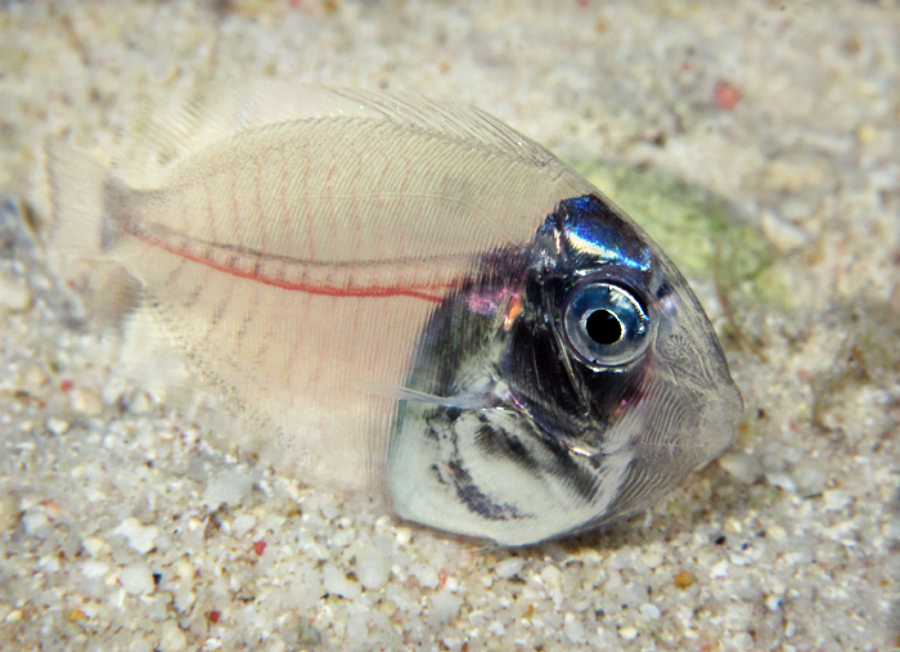 A transparent fish with visible internal organs and a silvery, reflective head rests on a sandy ocean floor. Its clear body and red spine are easily seen against the sand.