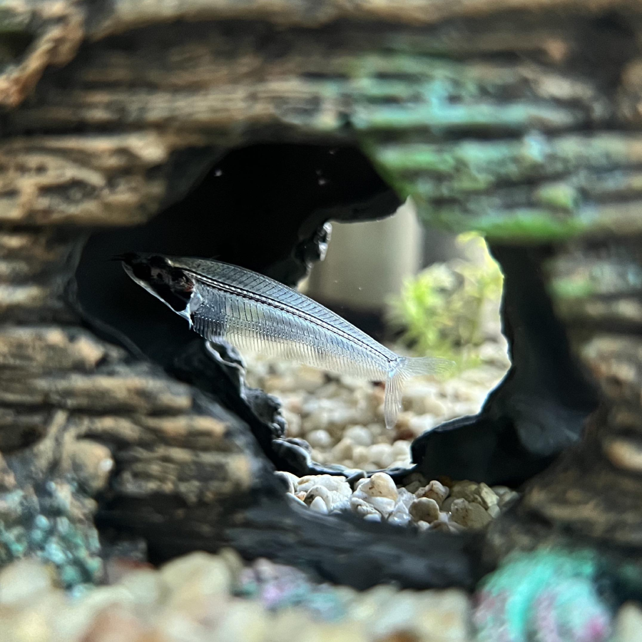 A transparent glass catfish swims through a hole in a piece of aquarium decor, surrounded by gravel and blurred greenery in the background.