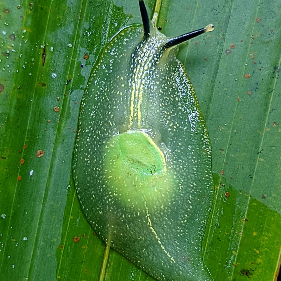 A green sea slug with two black-tipped antennae and a translucent, spotted body rests on a wet green leaf.