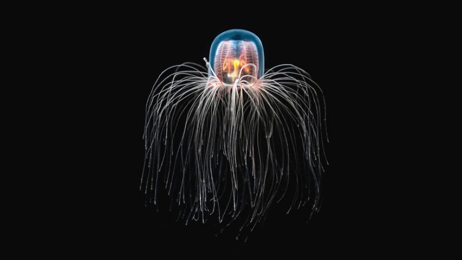 A translucent jellyfish with a dome-shaped bell and long, thin, trailing tentacles glows against a black background, highlighting its delicate, luminous body structure.