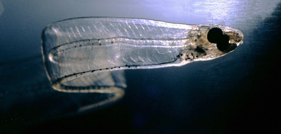 A transparent, ribbon-like fish with a visible internal structure and large dark eyes, swimming against a dark, bluish background.