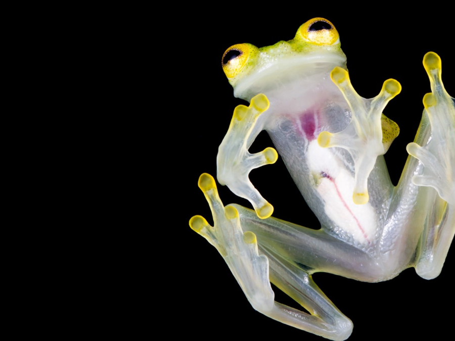 A close-up view of a glass frog with transparent skin, showing its internal organs. The frog is positioned on a black background, highlighting its yellow-tipped toes and large, bright eyes.