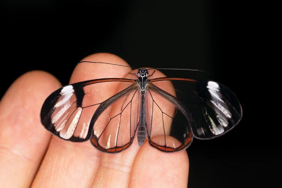 A close-up of a glasswing butterfly with transparent wings perched on a person's fingers against a black background.