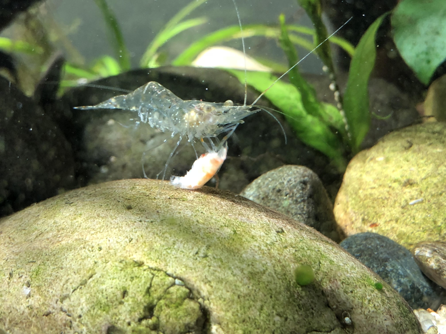 A translucent shrimp sits on a mossy rock underwater, holding a small piece of food with its pincers. Green aquatic plants and smooth stones are visible in the background.