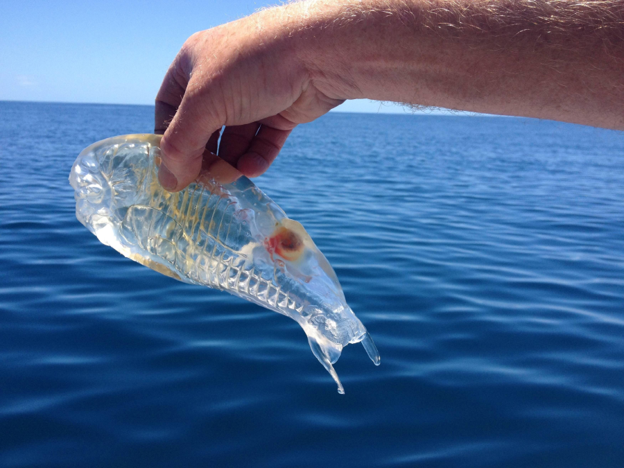 A hand holds a transparent, jelly-like sea creature above blue ocean water, with a clear sky in the background.