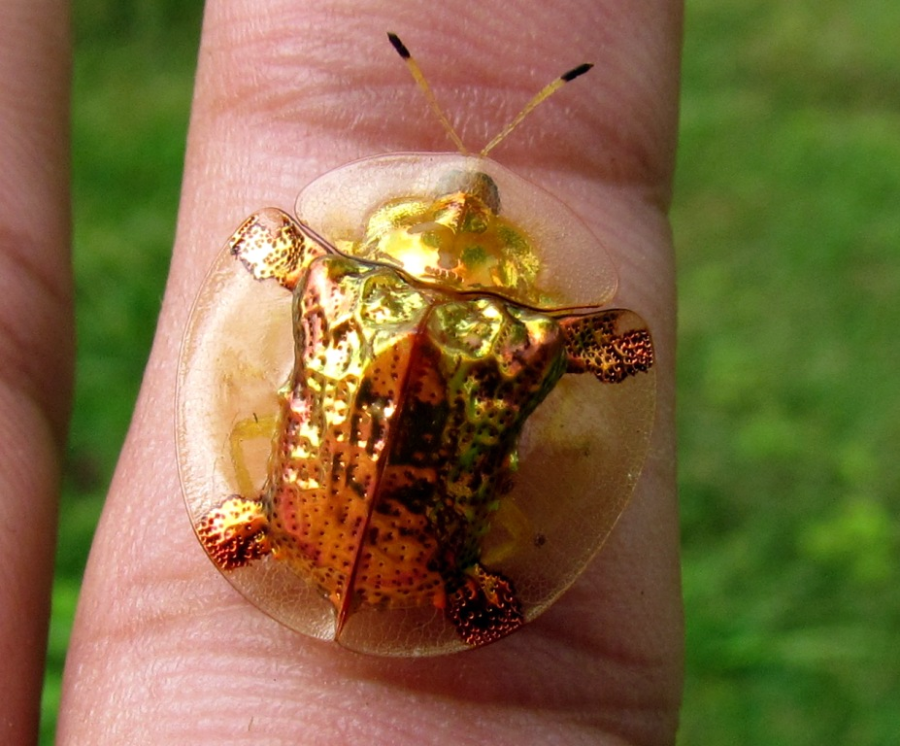 A close-up of a shiny, golden tortoise beetle with a transparent shell sitting on a person's finger. The background is green and blurred.