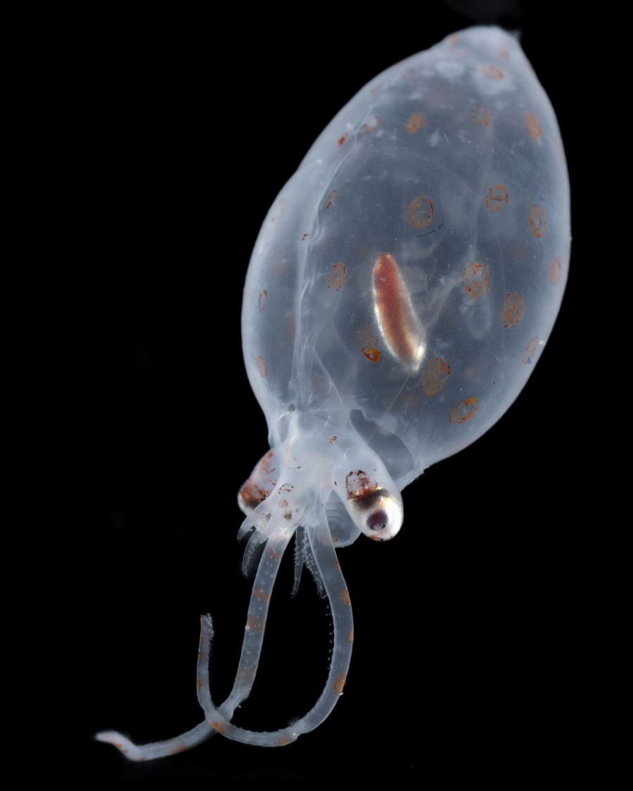 A translucent squid with orange spots and visible internal organs, floating against a black background. Its tentacles and large eyes are clearly visible.