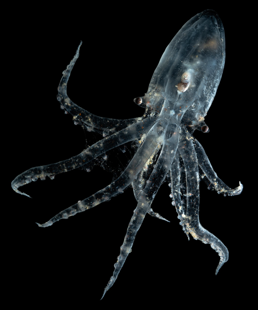 A translucent juvenile octopus with visible internal organs and long, slender arms floats against a black background.