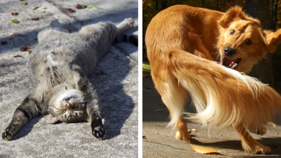 weird-facts-about-pets