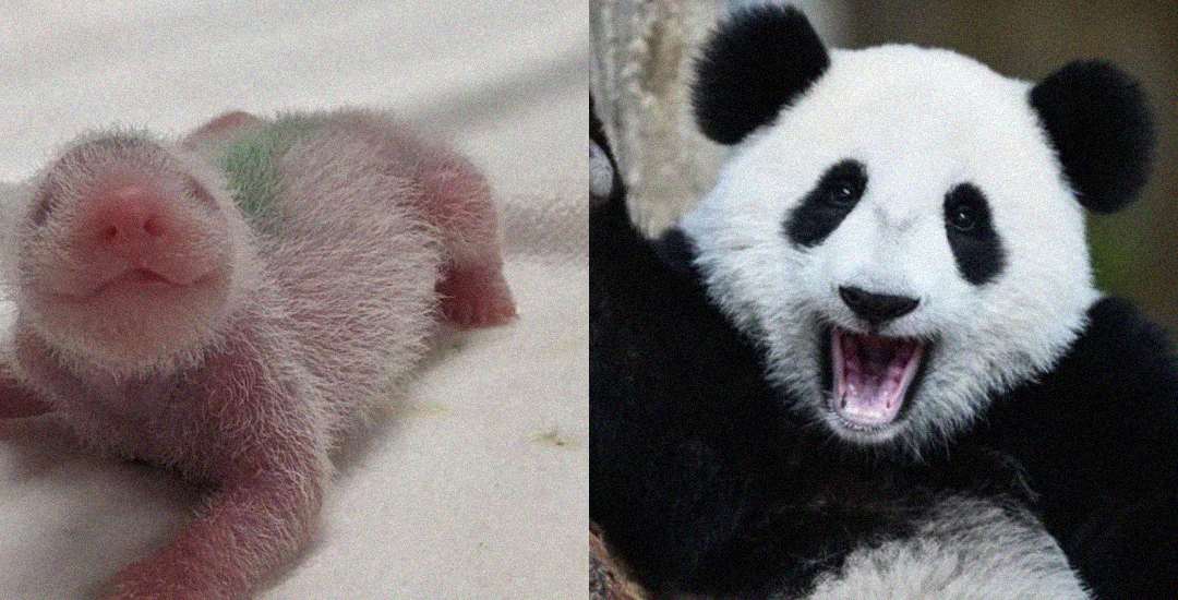 Side-by-side comparison of a newborn panda cub with pink skin and fine white fur, and an adult giant panda with black-and-white fur, both lying on their stomachs.